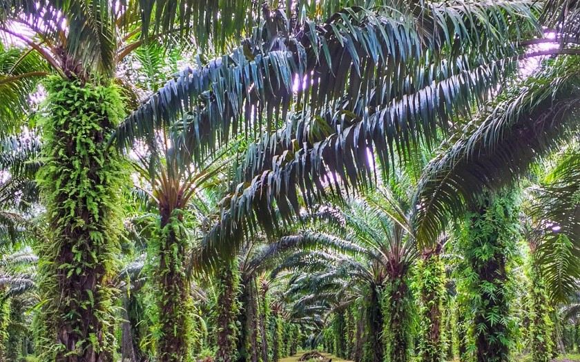 Palmöl Plantage Chumphon thailand