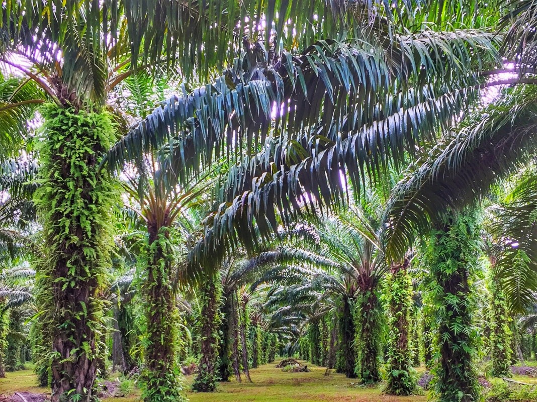 Palmöl Plantage Chumphon Thailand