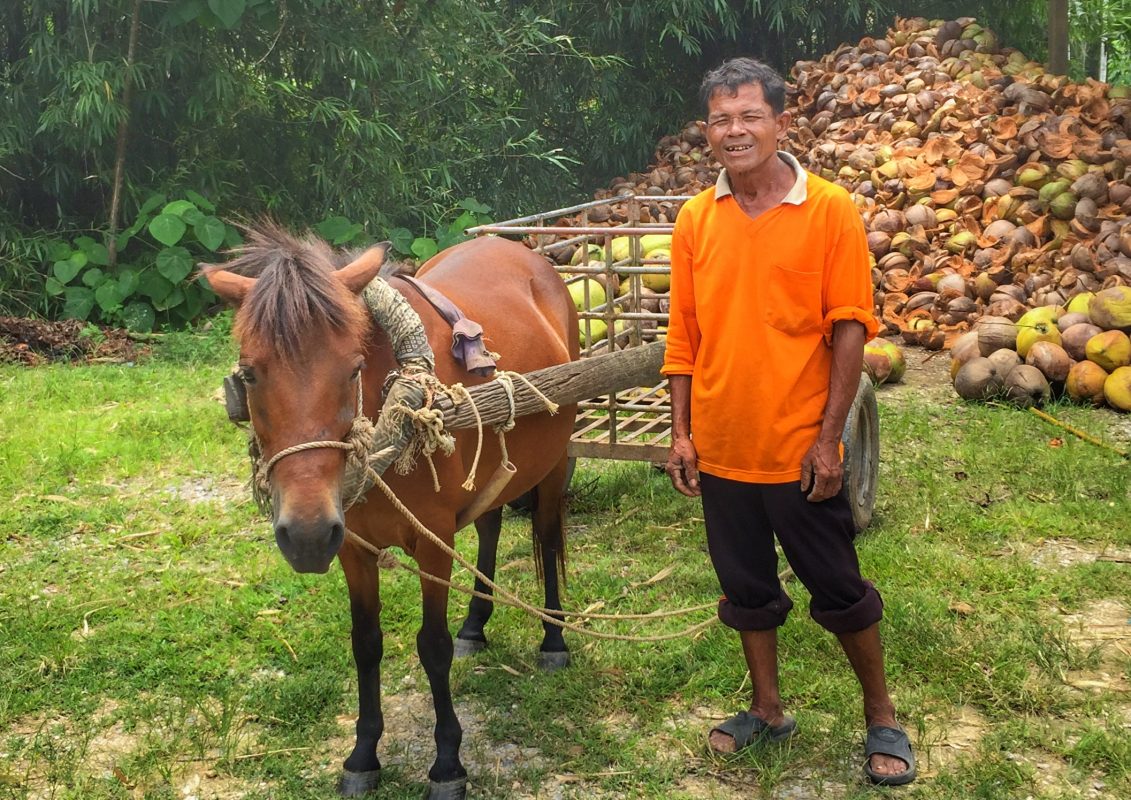 Pferd zieht Anhänger für Kokosnüsse Chumphon Thailand