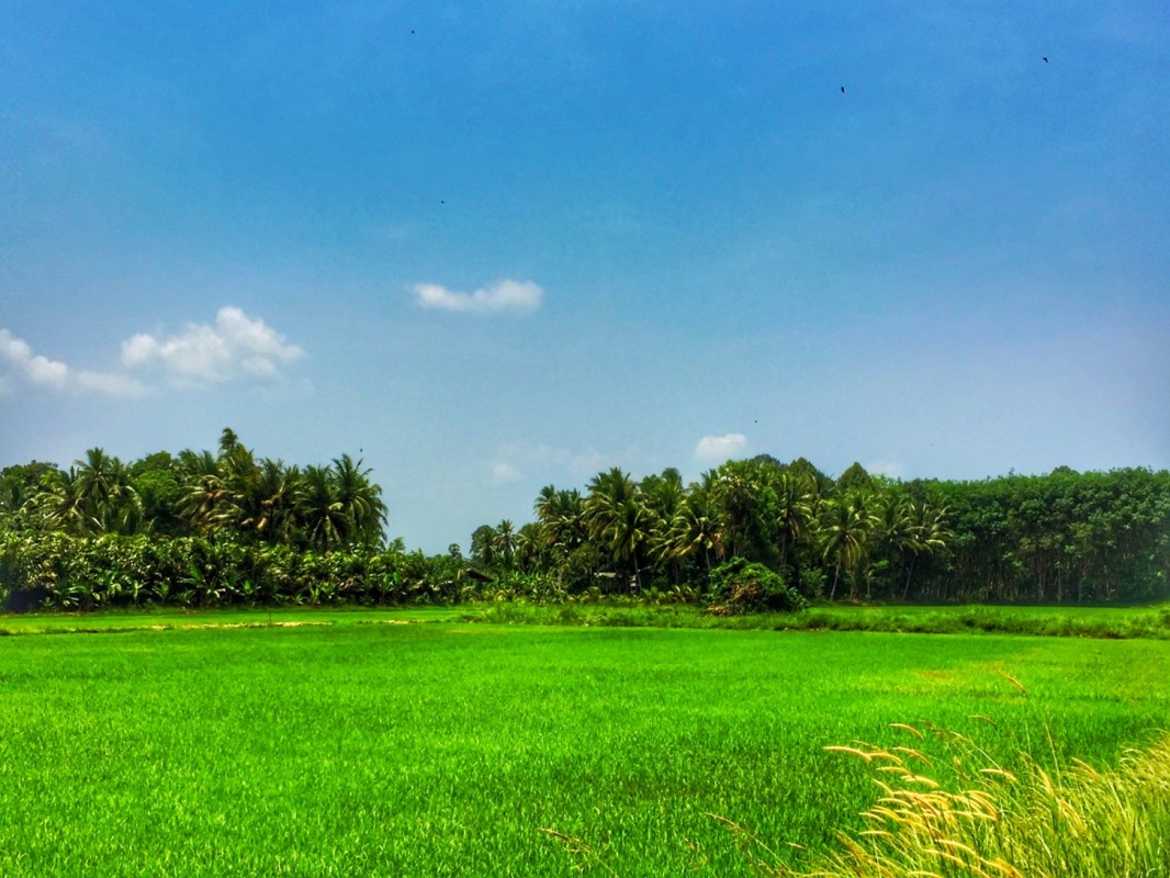 Reisfeld und Palmen Thailand