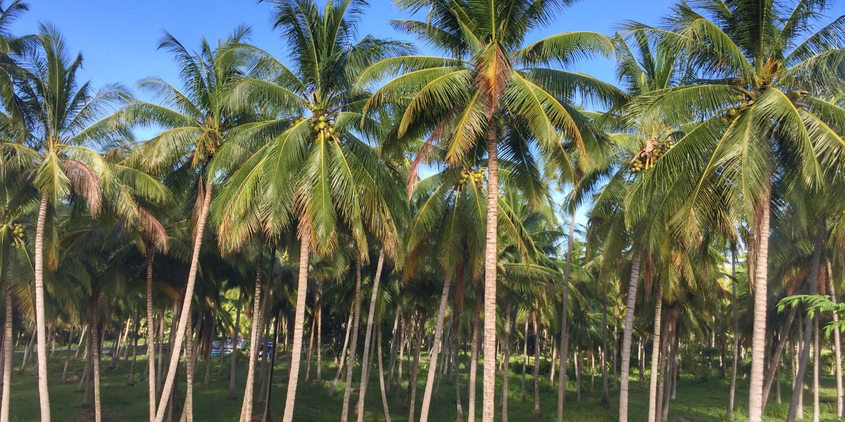Gesundheit im tropischen Chumphon Thailand, hier Kokosnusspalmen
