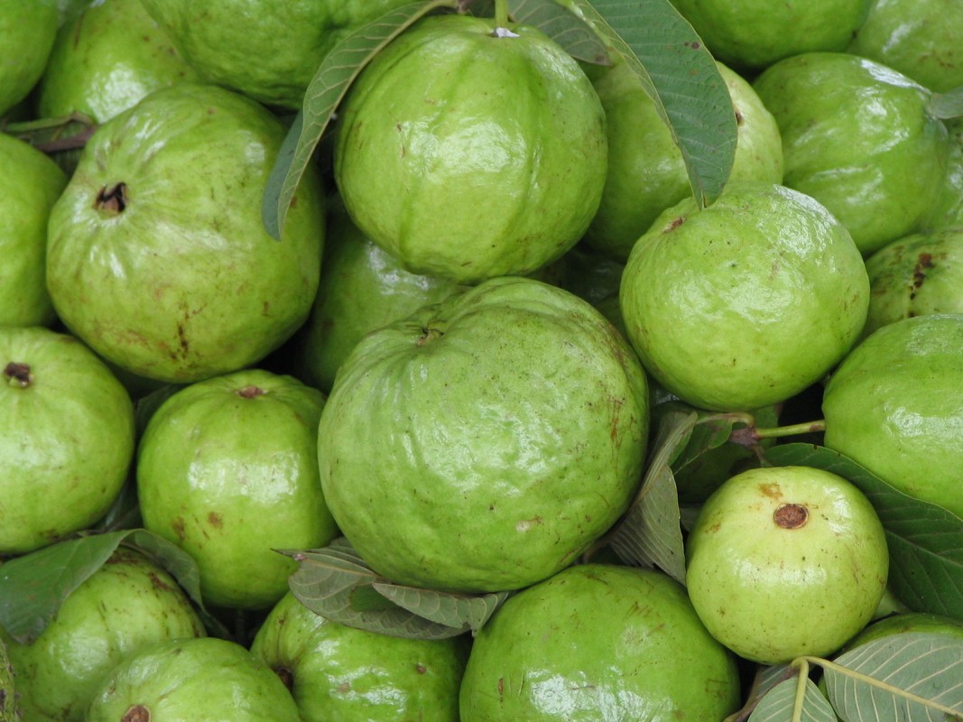 Guave Farang Ja Muh Baxida, Früchte aus Thailand