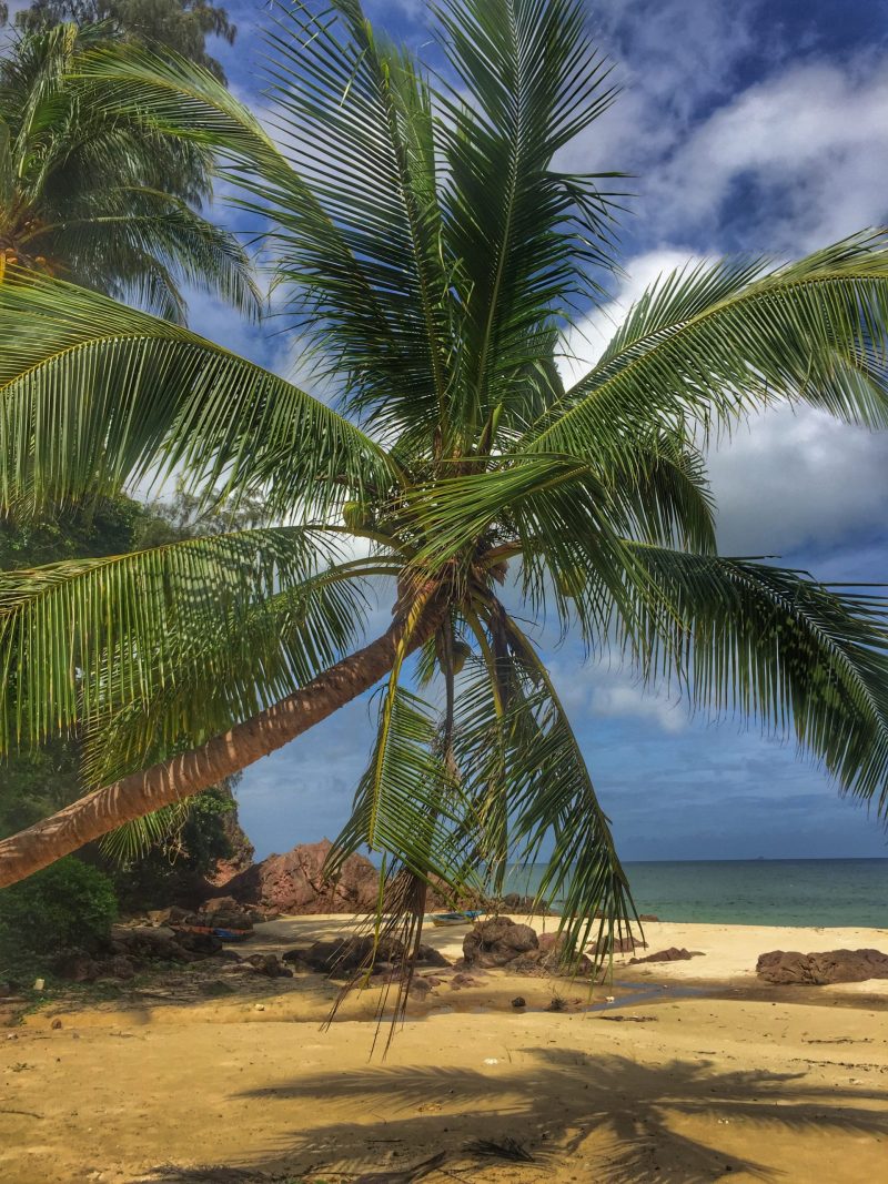 Kokosnusspalme und Meer
