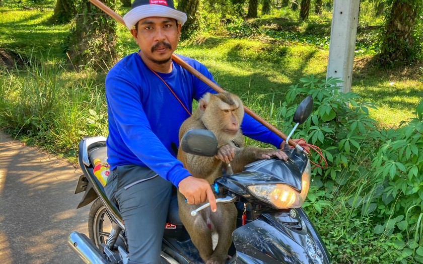 Kokosnuss Affen Peta und Gutmenschen Chumphon Thailand