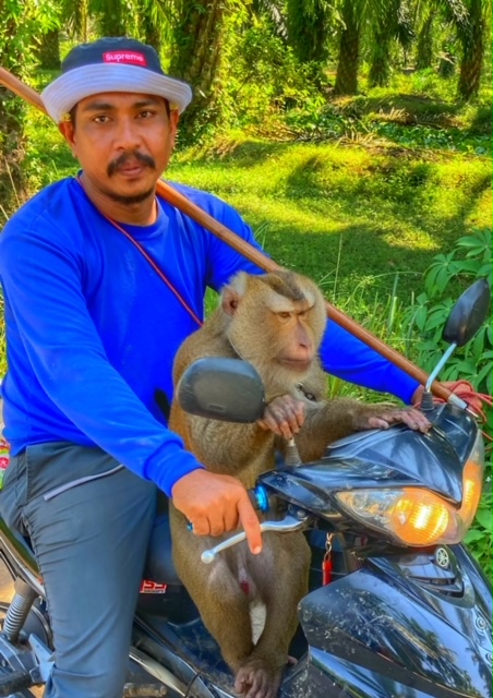 Kokosnuss Affen Peta Chumphon Thailand, moped