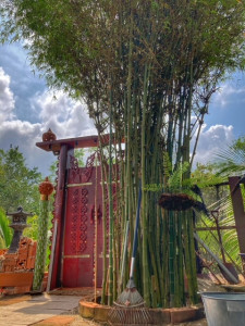 Bambus im Baan Metawi Chumphon Thailand