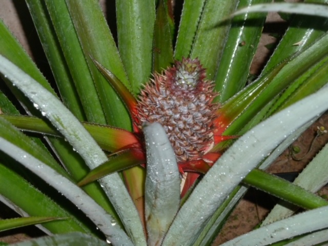 eine junge Ananas