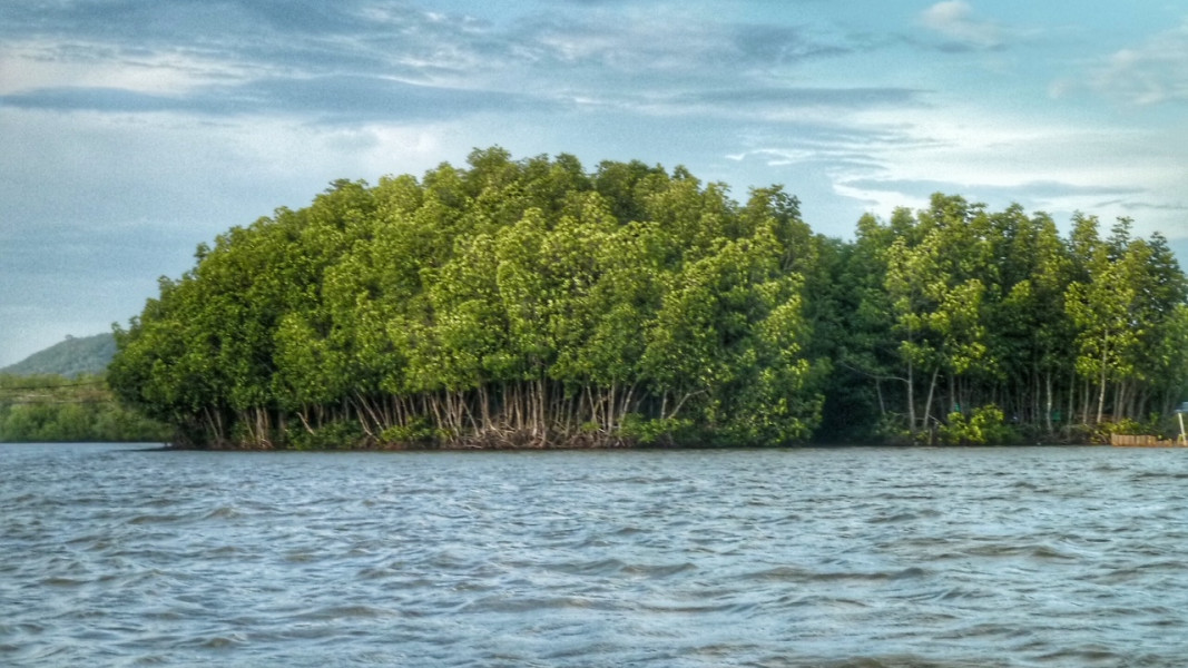 Mangroven, Mangrovenwald, Insel, Chumphon Thailand, Hilfe gegen Klimawandel, Lunge der Erde
