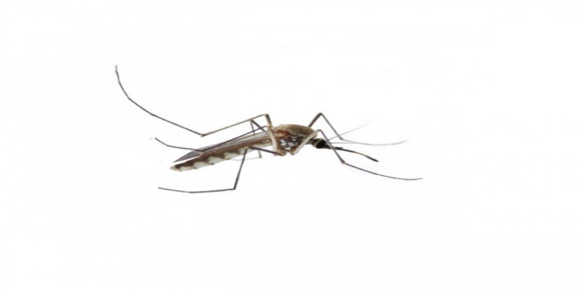 Moskitos, Dengue Fieber mit Wolbachia Bakterien bekämpfen