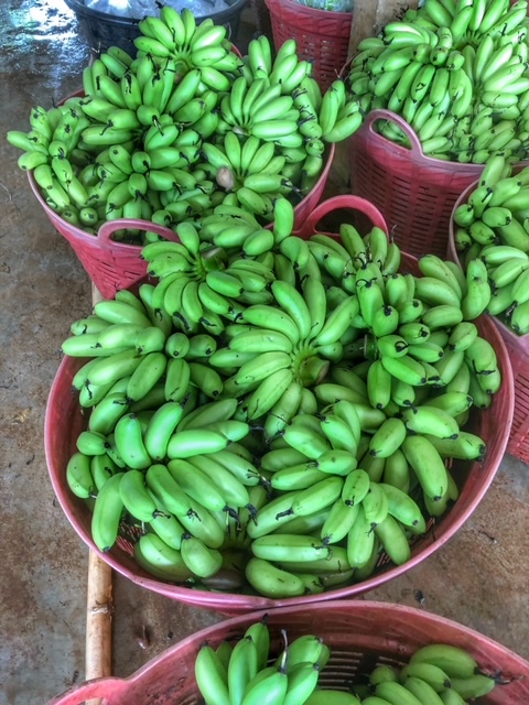 Bananen für den Export