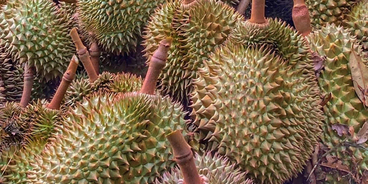 Durian, Stinkfruch, Plantage, Durianplantage