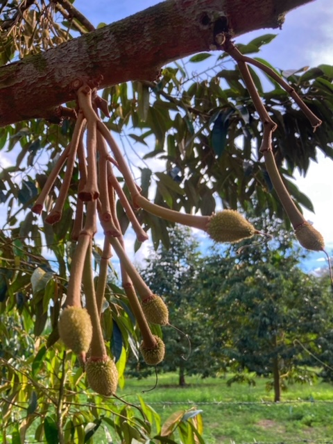 Durianbaum, junge Durian