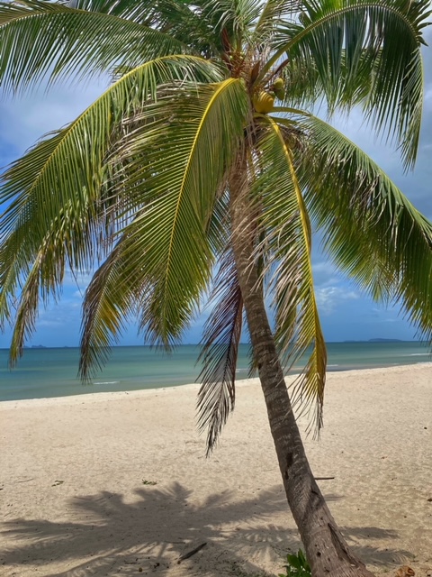 Kokosnusspalme ist Sehnsuchtsbaum, Hilfe gegen die verrückte, chaotische, komplexe Welt