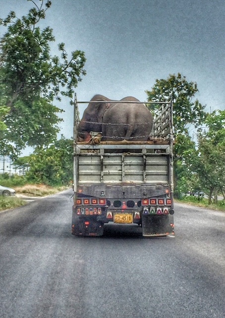 Elefant auf der Autobahn Thailand