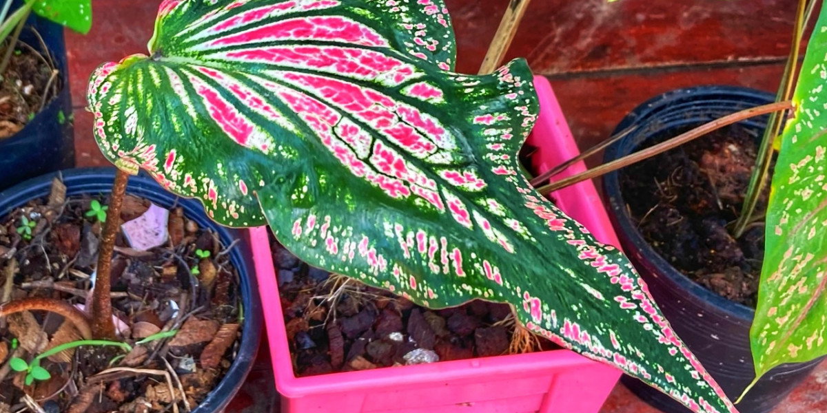 Philodendron, Abhilfe gegen Chiang Mai Luftverschmutzung