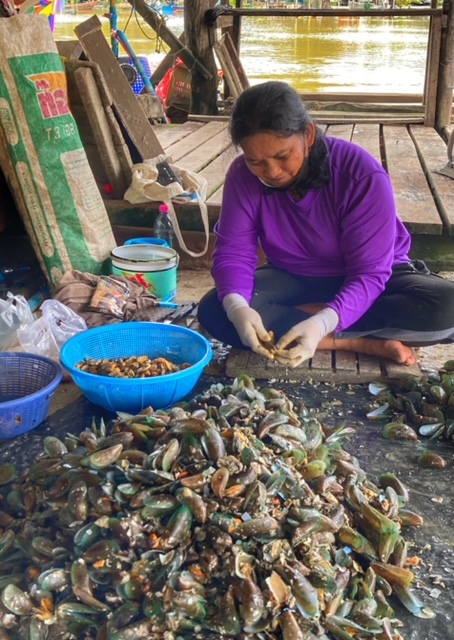 Muschel werden mit Bambus in Chumphon gezüchtet