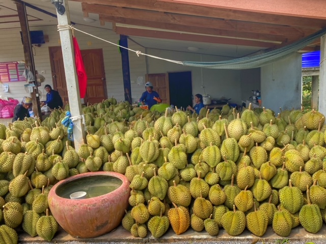 Durian beim befreundeten Ehepaar