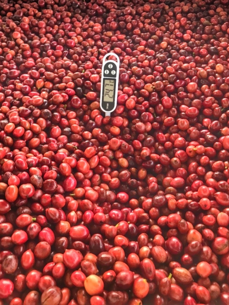 Kaffeebohnen trocknen frisch von der Plantage in Chumphon