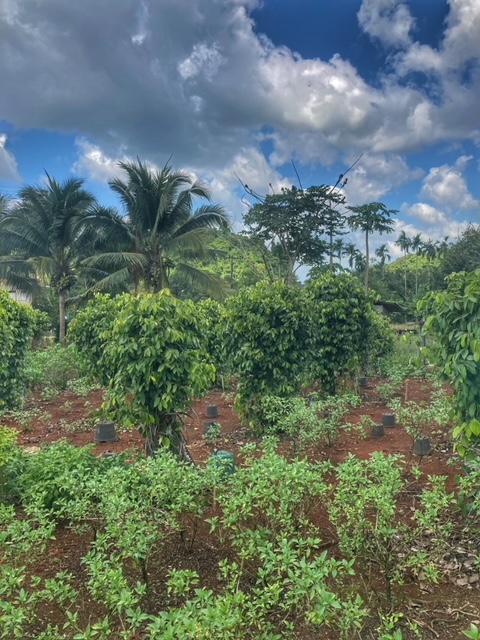 Kräuter, Pfeffer, Palmen, Plantagen in Chumphon Thailand