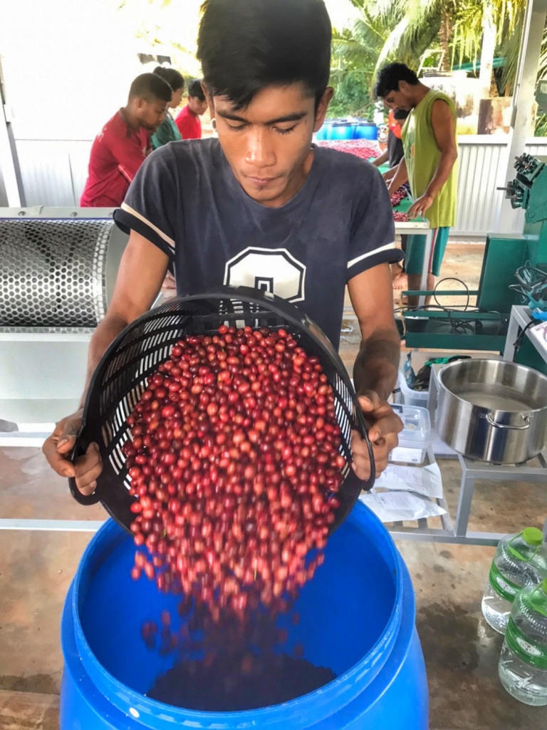Plantage Kaffee im Familienunternehmen, Fermentieren
