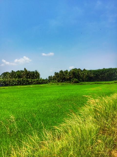 saftig grüner Reis in Chumphon Thailand