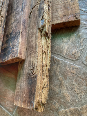 Termiten, Teakholz, Instandhaltung Baan Metawi, Chumphon, Thailand