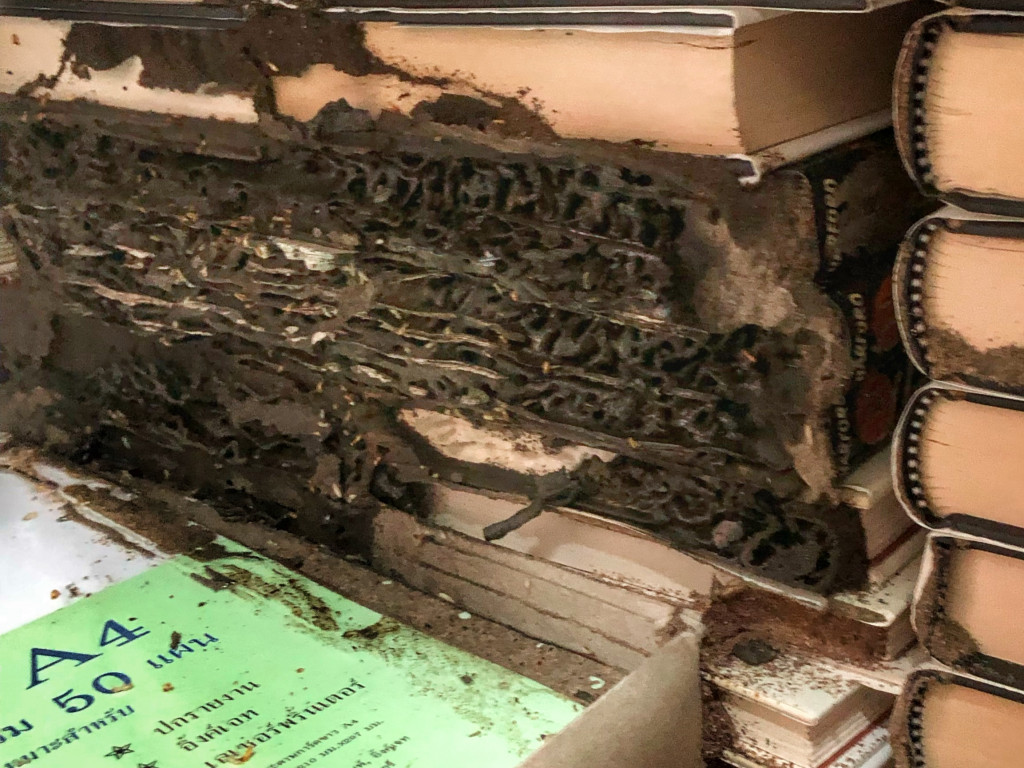 Termiten, Bücher, Baan Metawi in Thailand