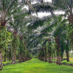 Preis Rohstoff Palmöl, Olivenöl, Ukraine - Hungersnot, Palmöl Plantage, Chumphon, Thailand