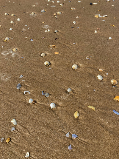 Muscheln sammeln am Strand in Chumphon Thailand