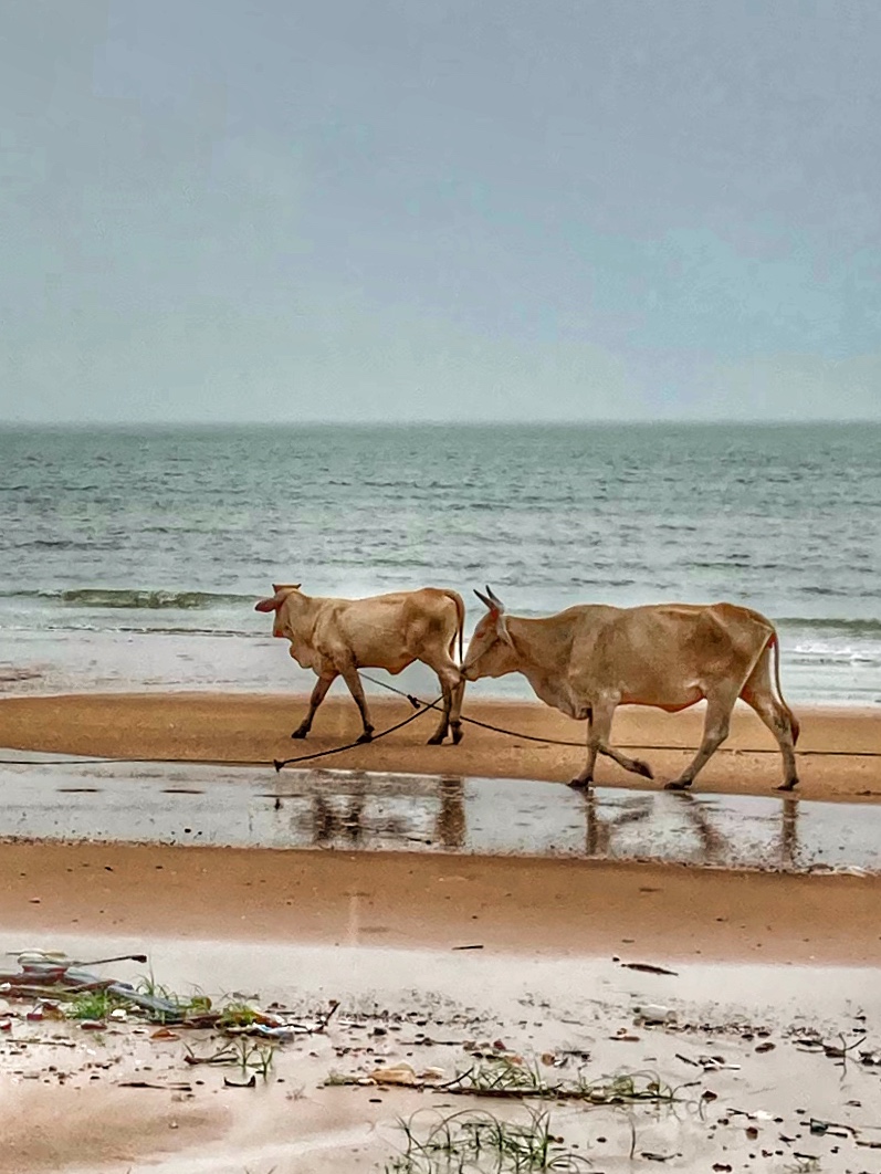 Strand in Chumphon, Auslauf für Kühe