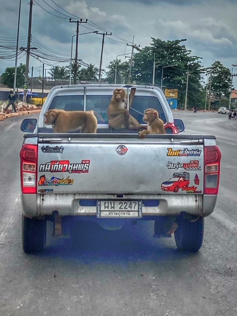 Affen auf Pickup für Kokosuss Ernte Thailand