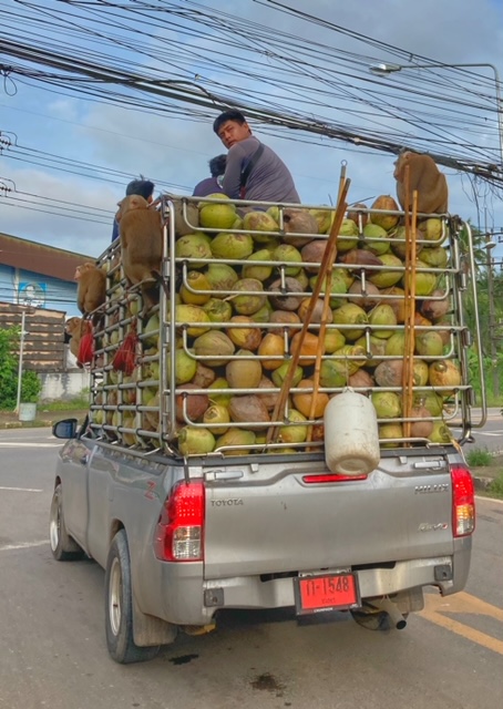 affen mensch pickup straßen thailand