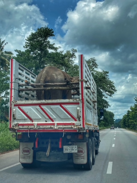 Elefantentransport, auto straße thailand