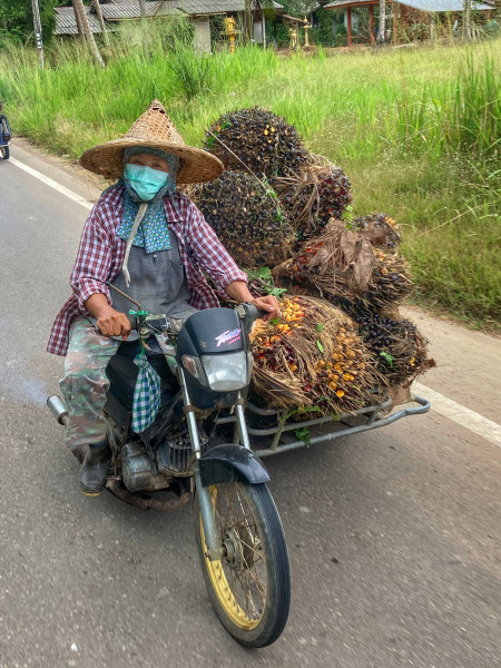 Palmöl, saläng, moped mit beiwagen, chumphon, thailand