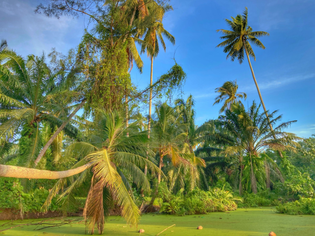 Tropen Kokosnusspalme, exotisch paradiesisch in Chumphon Thailand