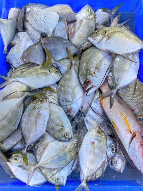 Markt Fischmarkt Morgen Pak Naam Chumphon Thailand