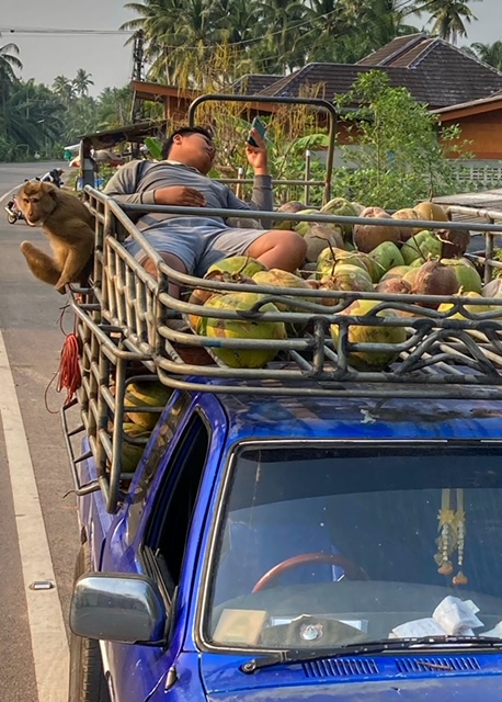 Affen Kokosnuss Pickup Chumphon Thailand