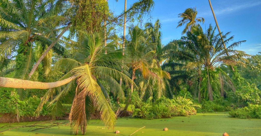Flora, Tropen, Pflanzen, Botanisch, Kokosnusspalme, exotisch paradiesisch in Chumphon Thailand
