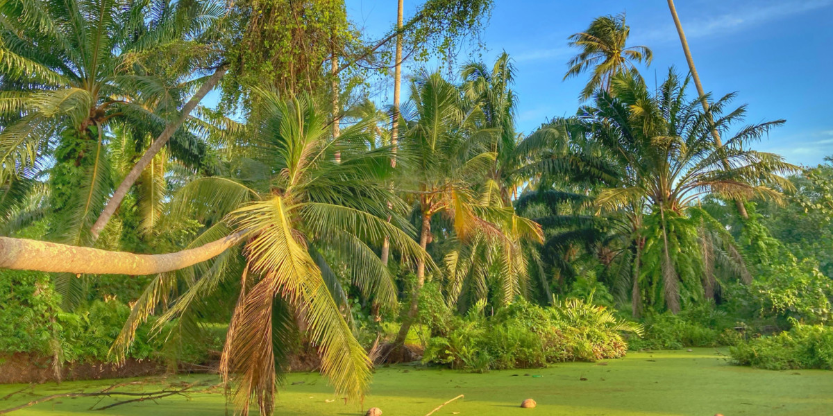 Flora, Tropen, Pflanzen, Botanisch, Kokosnusspalme, exotisch paradiesisch in Chumphon Thailand