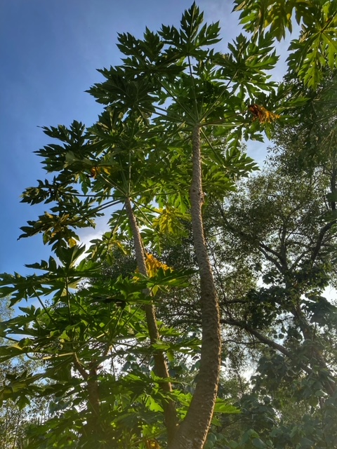 flora mensch baan metawi, chumphon papaya