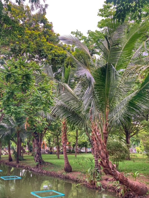 lumphini park thailand