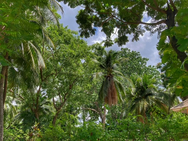 nicht urwald sondern benjakitti park bangkok, thailand