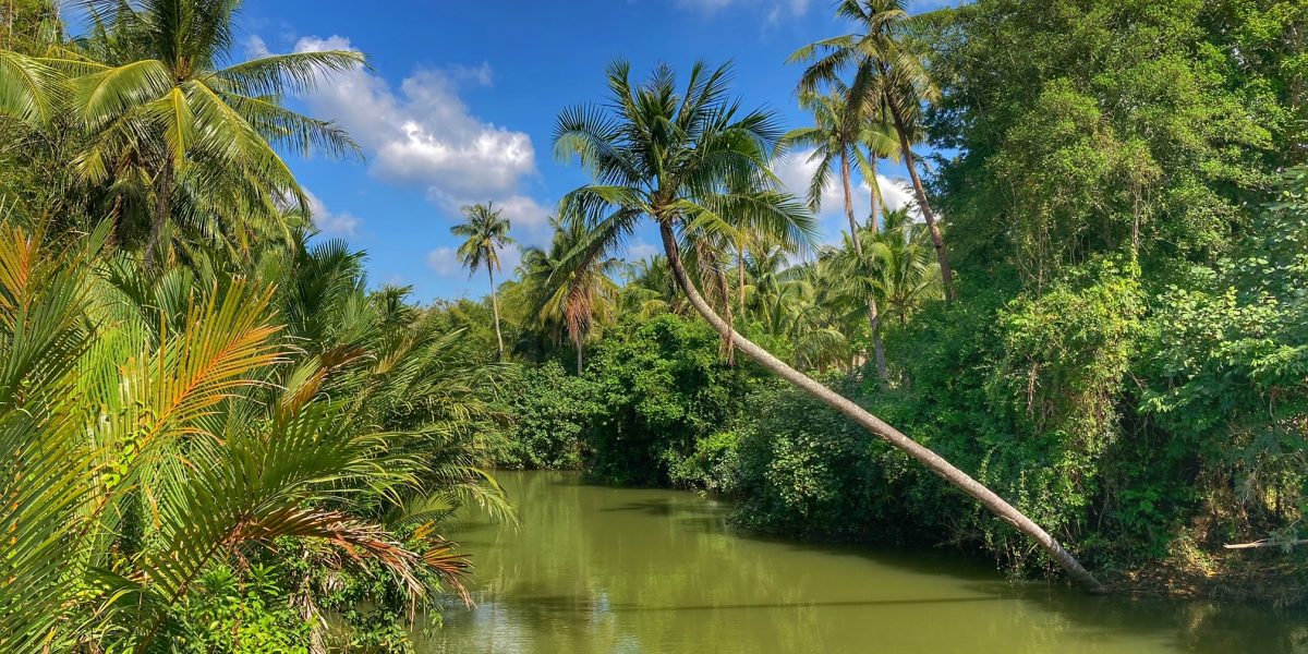 neujahr thailand, leben im alter in chumphon am golf von thailand, kokospalme