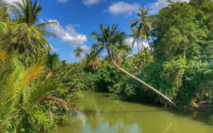 neujahr thailand, leben im alter in chumphon am golf von thailand, kokospalme