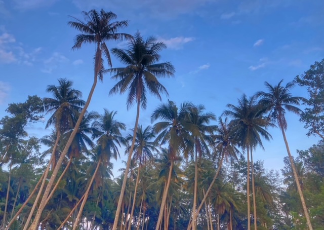 Sehnsuchtsbaum palme, kokospalme