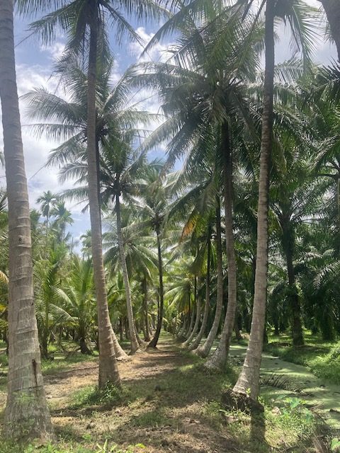 chumphon golf von thailand botanischer garten flora