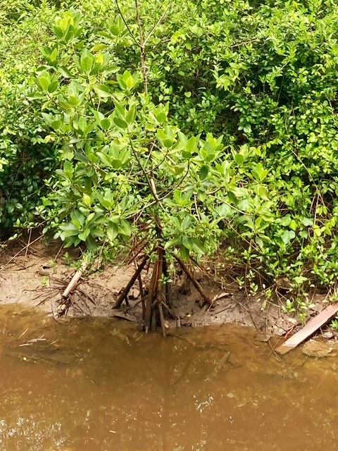 selbstgepflanzte mangroven baan metawi chumphon thailand