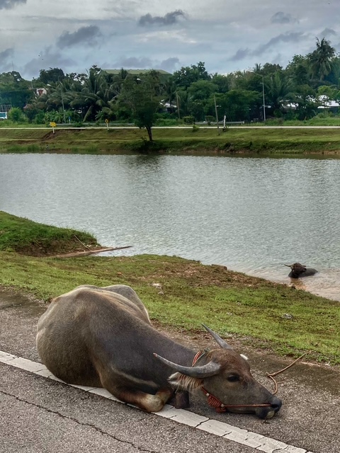 wasserbueffel strasse kanal chumphon thailand