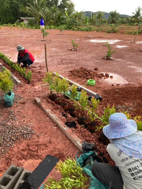 gärtner im garten, plantage, chumphon, golf von thailand