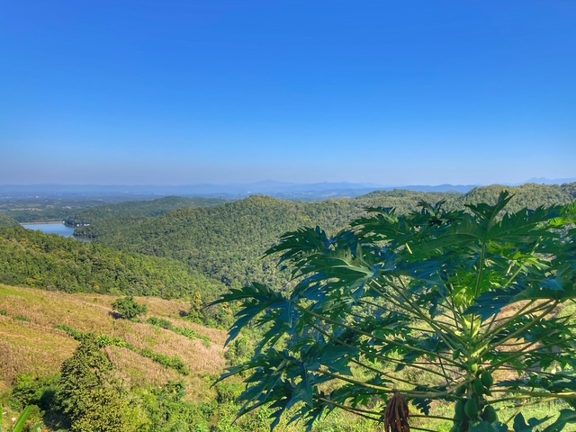 papaya berge thailand